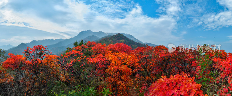 秋天红叶立秋重阳节自然风景山脉森林全景图
