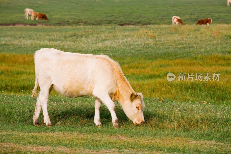 内蒙,坝上,乌兰木统,乌兰木统草原,红山,军马场,草原,草地,