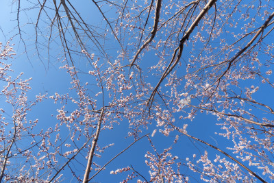 春天的桃花山桃花