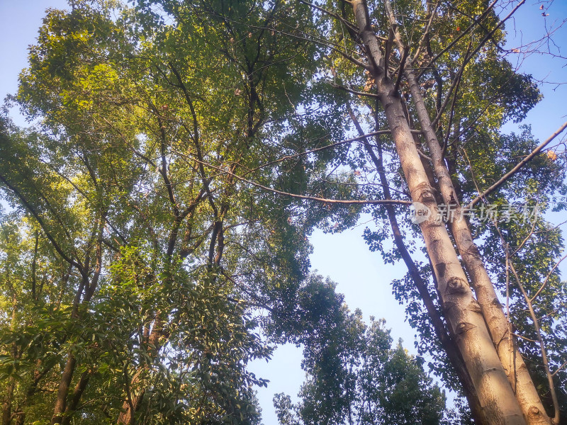 蓝天树枝树叶植物摄影图