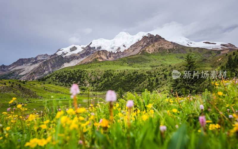 川西格聂雪山花海自然风光