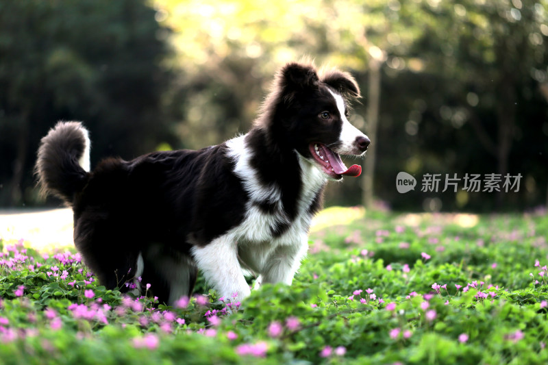 边境牧羊犬2