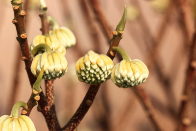 结香花花蕾实拍素材