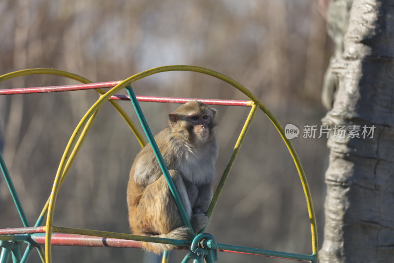 动物园里的猴子