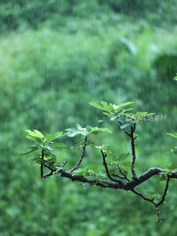 下雨天中的雨丝和绿色植物自然风景的背景图