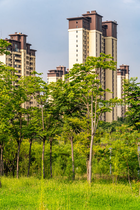 邹城中央公园城市绿植景观