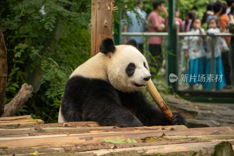 南京红山动物园憨态可掬的大熊猫吃竹子