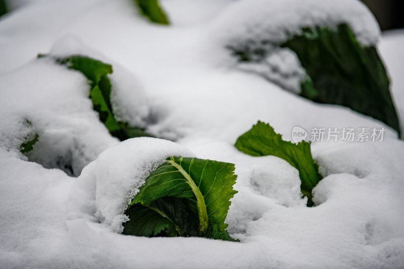 重庆酉阳：庭院橘子蔬菜与白雪