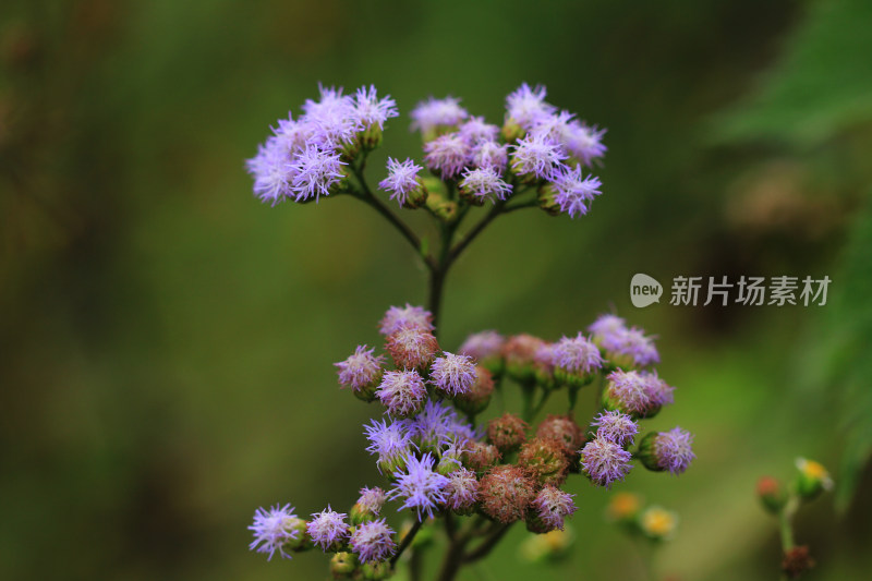 春天户外的野花