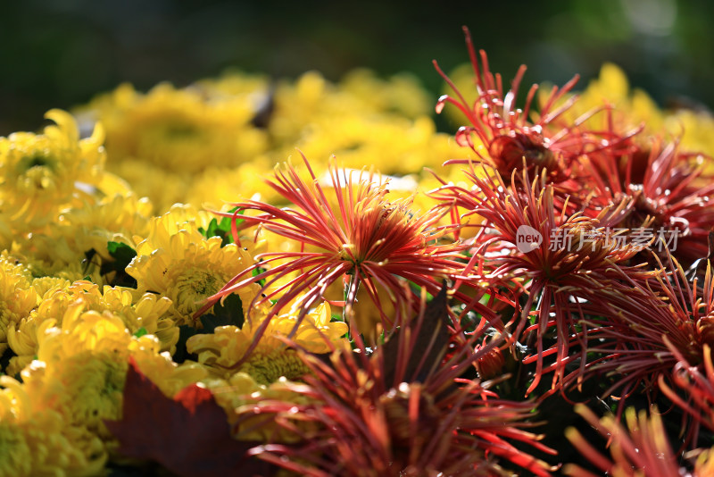 杭州植物园菊花展 橙色菊花特写