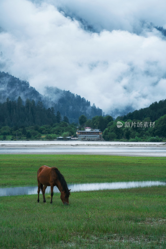 雨雾朦胧的波密古乡湖风景