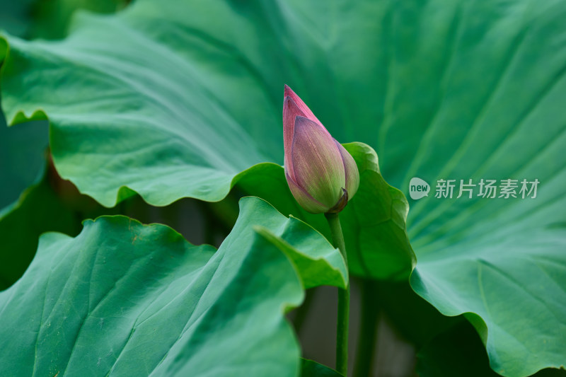 池塘中的荷花