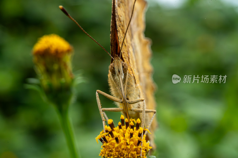 草丛中以花蜜为食的昆虫