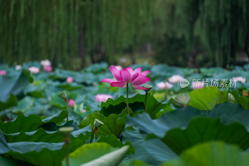 夏日荷花