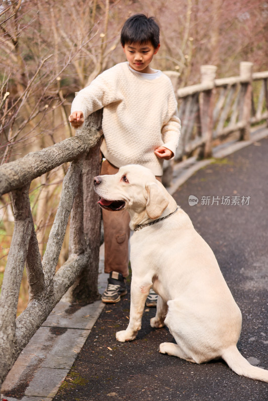 一个中国小男孩和他的宠物拉布拉多犬