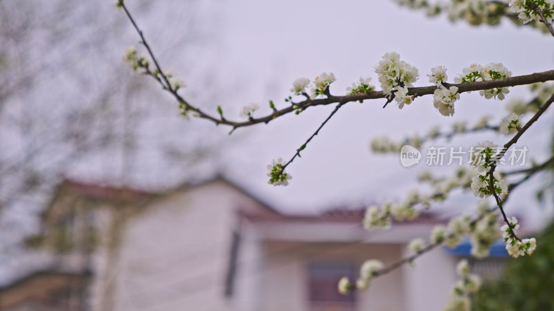 盛开的梨花特写