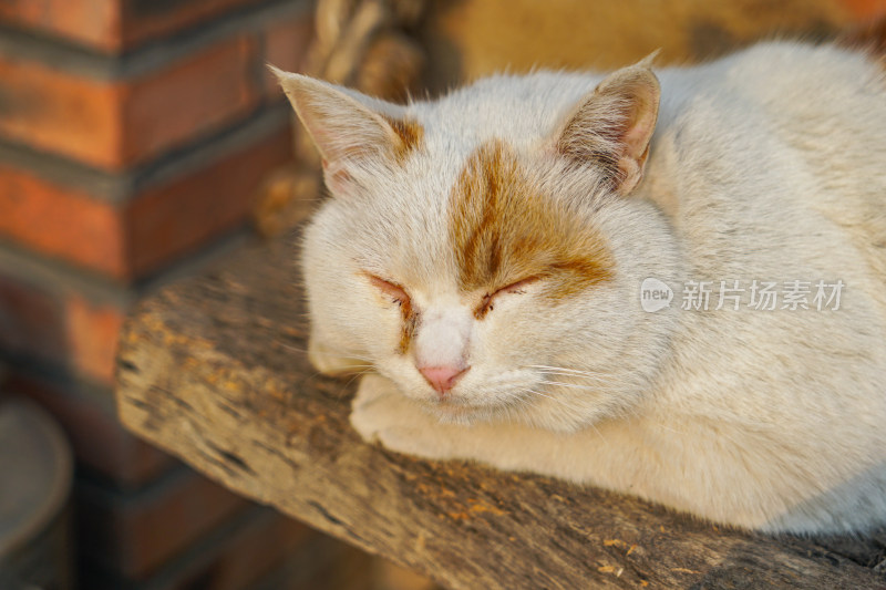 在木椅上休息的猫