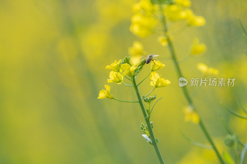 春天油菜花和蜜蜂