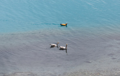 西藏羊卓雍措湖中的水鸭