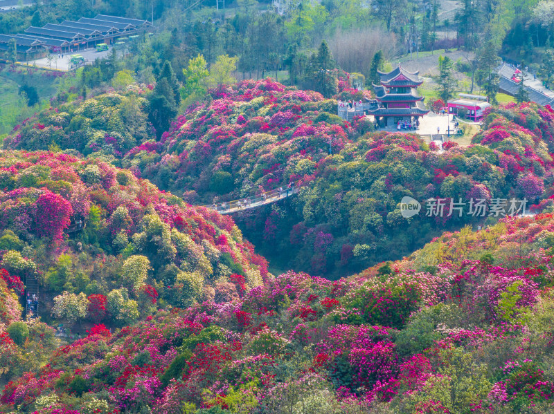 贵州百里杜鹃山间盛开的烂漫杜鹃花