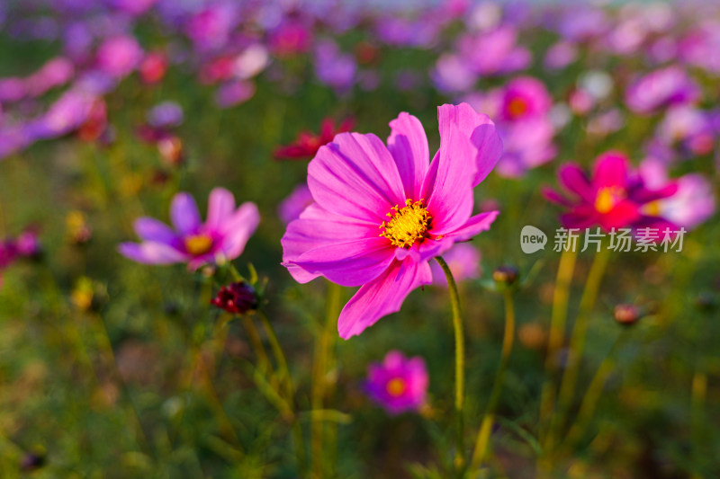 格桑花特写