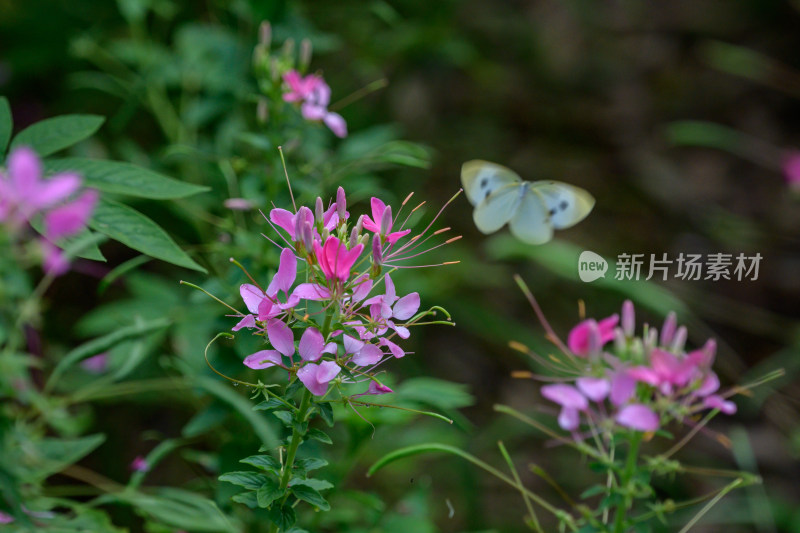 醉蝶花花海