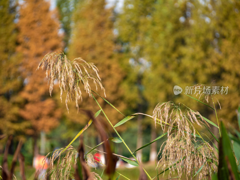 野外开花植物特写