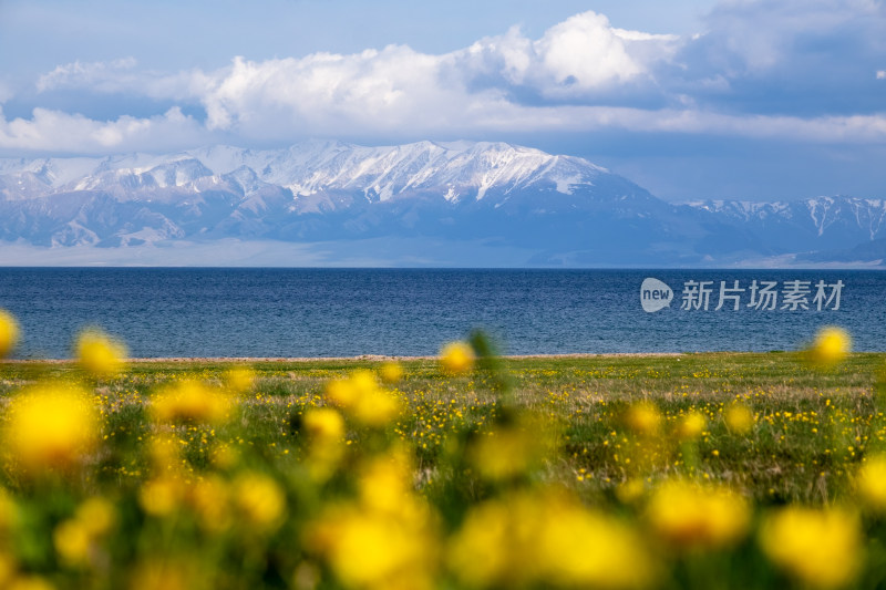 新疆赛里木湖雪山湖泊草原花丛绝美风光