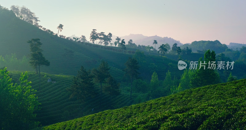 茶园茶山美丽乡村