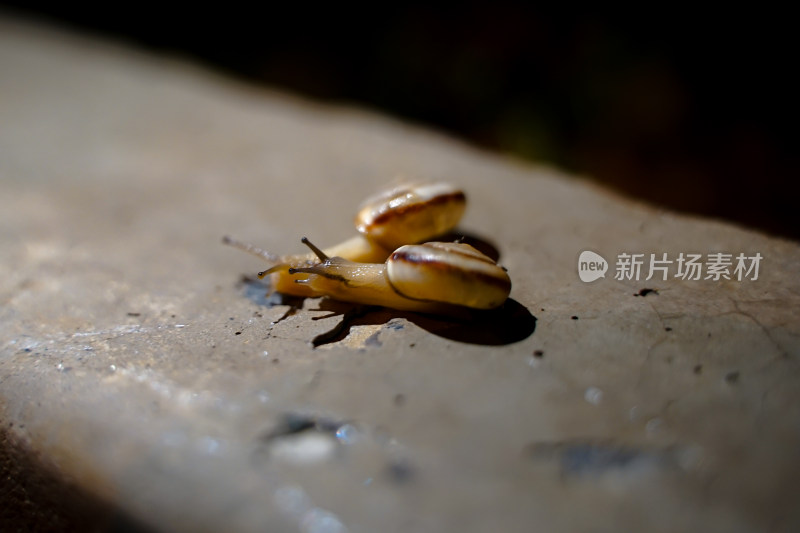 夜晚蜗牛在路灯下的道路上爬行