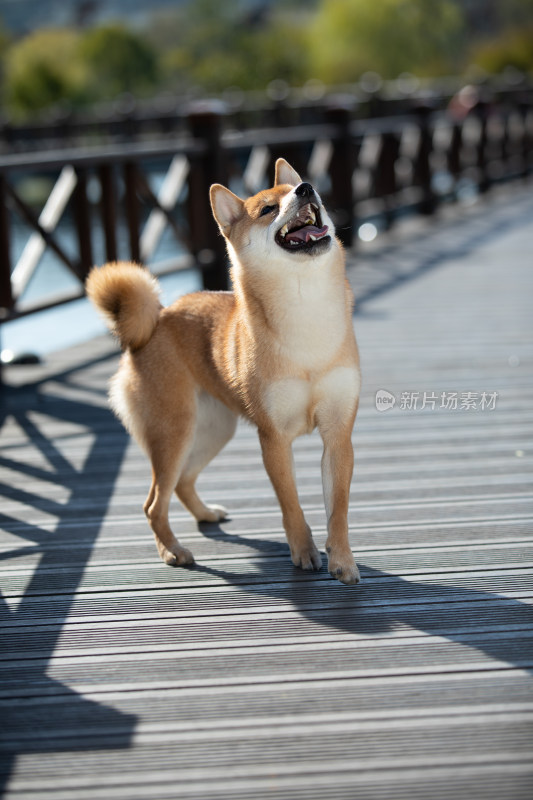 一只正在讨食的可爱柴犬