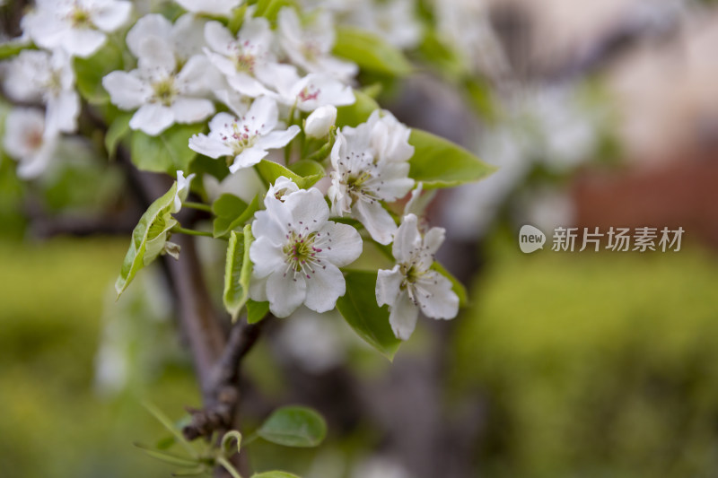 花卉植物梨花春季