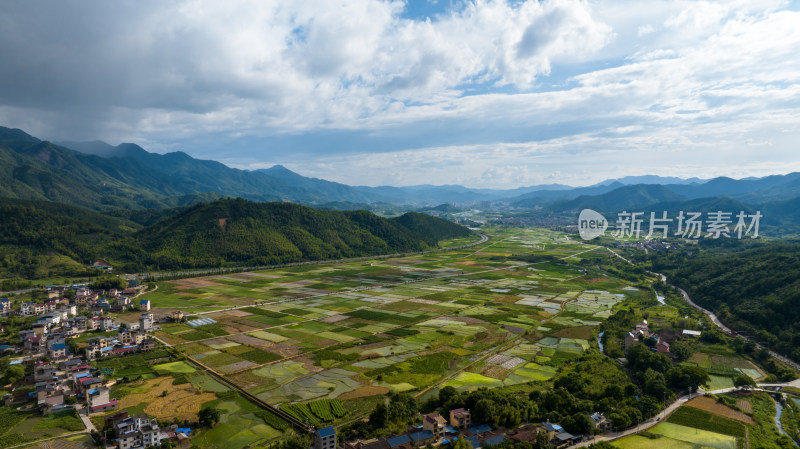 航拍乡村绿色稻田