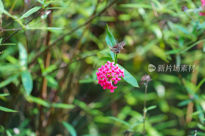 粉红色开花植物白背郎德木