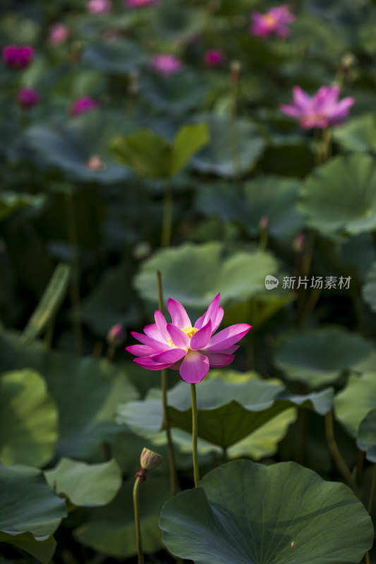 夏季公园荷塘荷叶丛中荷花特写