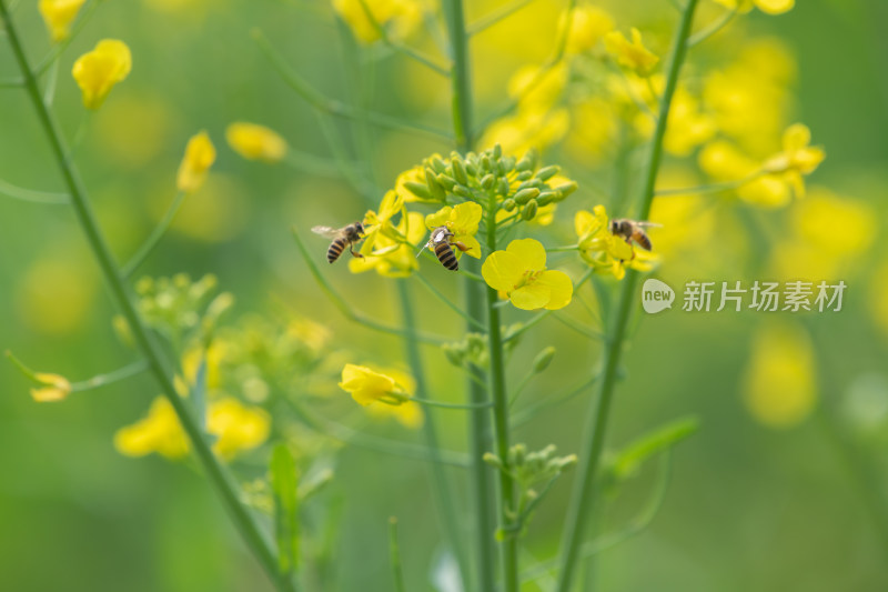 春天油菜花和蜜蜂