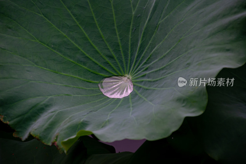 夏季荷叶上的水滴