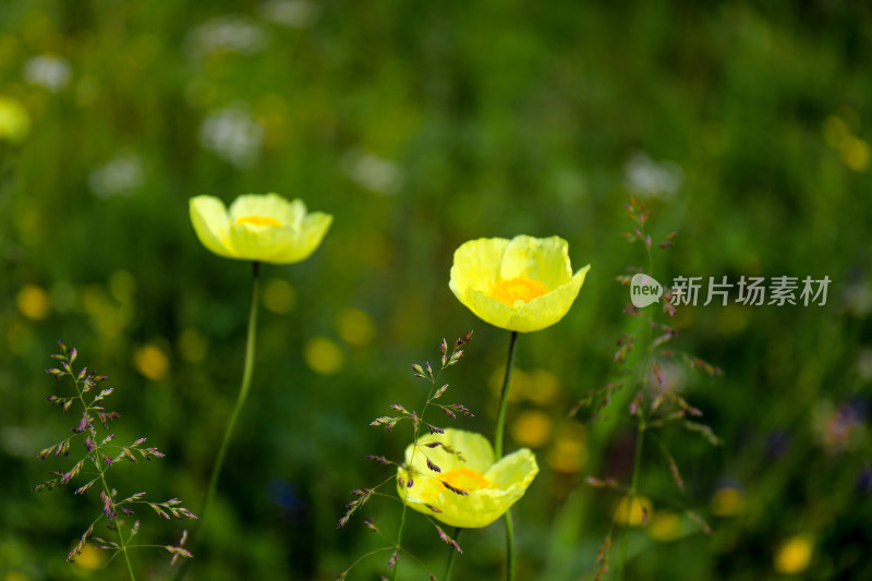 春天虞美人黄色野花盛开