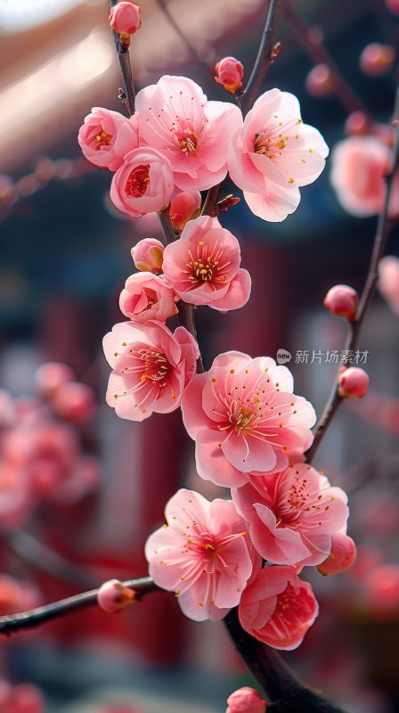 宫廷梅花盛开初春花朵清新淡雅背景