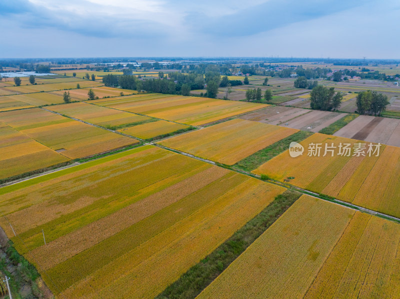 航拍丰收时节乡村金色稻田