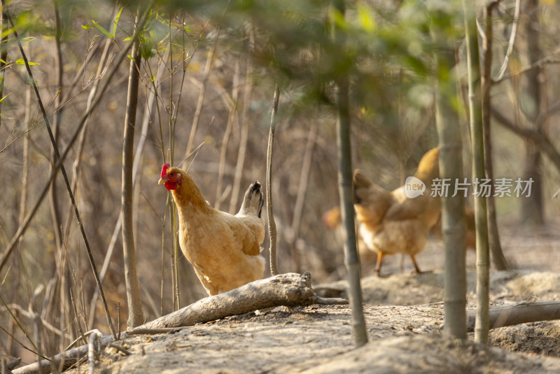 阳光下高山树林山林竹林生态养鸡场