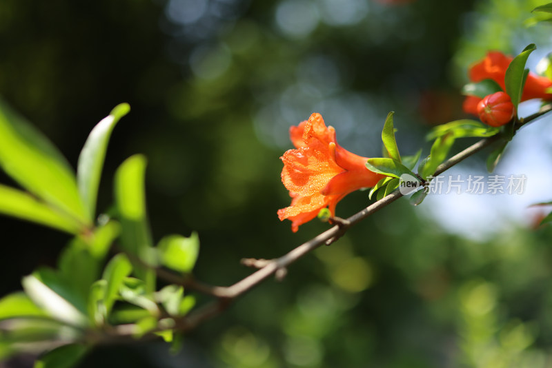 石榴科石榴花