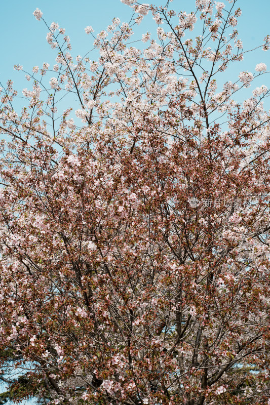 北京玉渊潭公园樱花节樱花