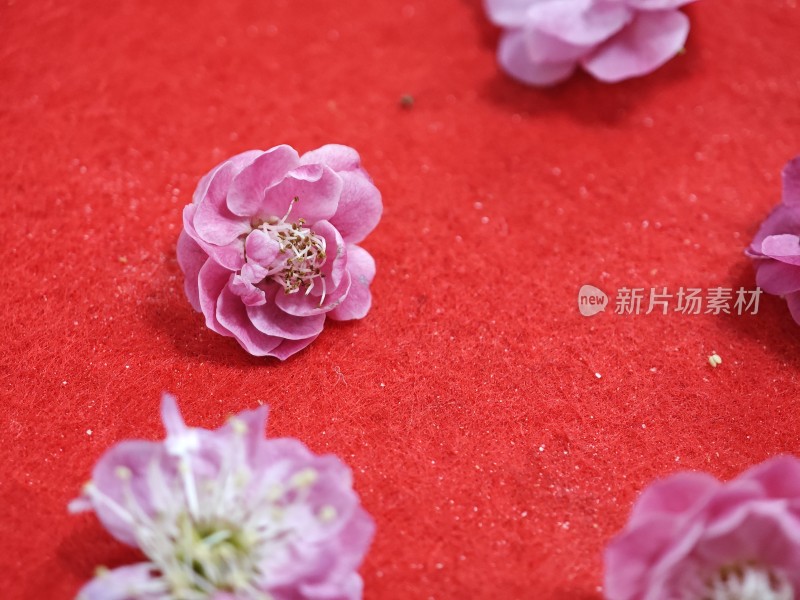 红色背景上的粉色花朵