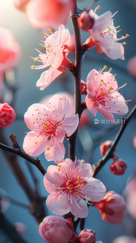 春日桃花盛开浪漫花朵清新花海背景