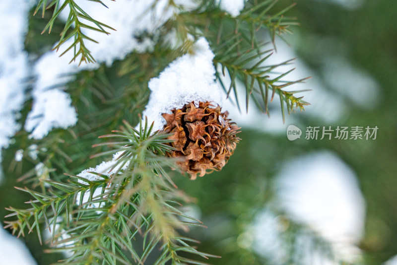 冬天落雪的松果