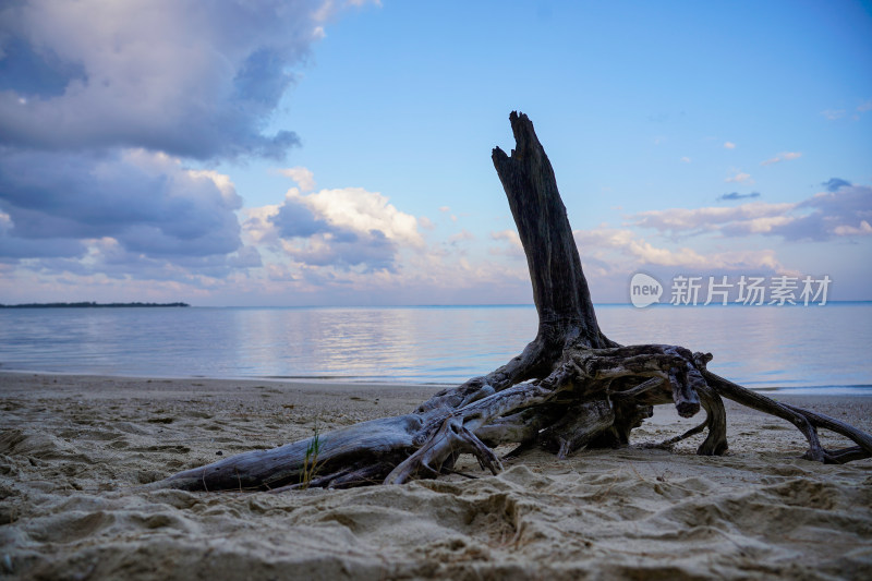 海边沙滩枯树木桩衰败失去生机
