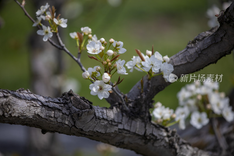 春天梨果园梨花盛开梨花枝头春意盎然