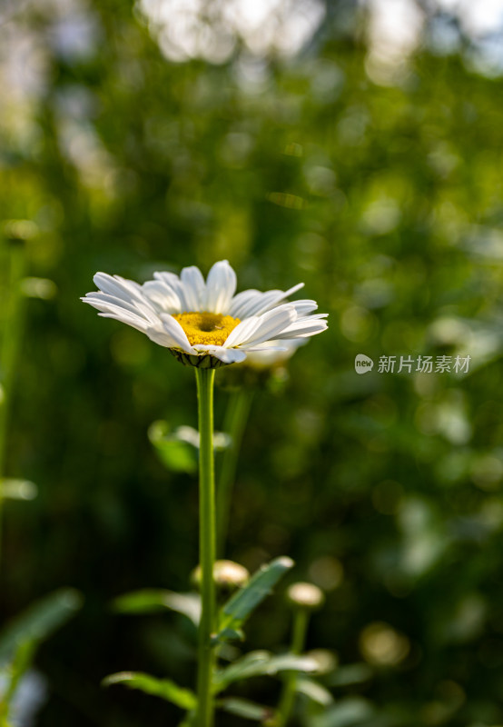 雏菊花开的季节