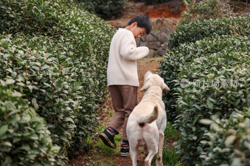 一个中国小男孩和他的宠物拉布拉多犬